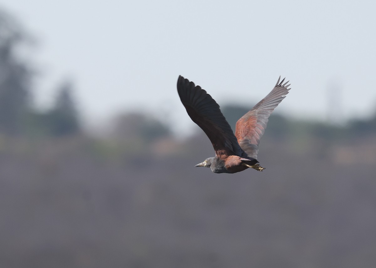 Rufous-bellied Heron - ML625130308