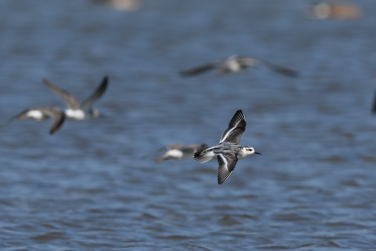 ML625130346 Red Phalarope Macaulay Library