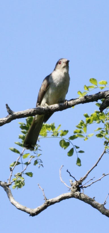 Ash-colored Cuckoo - ML625130383