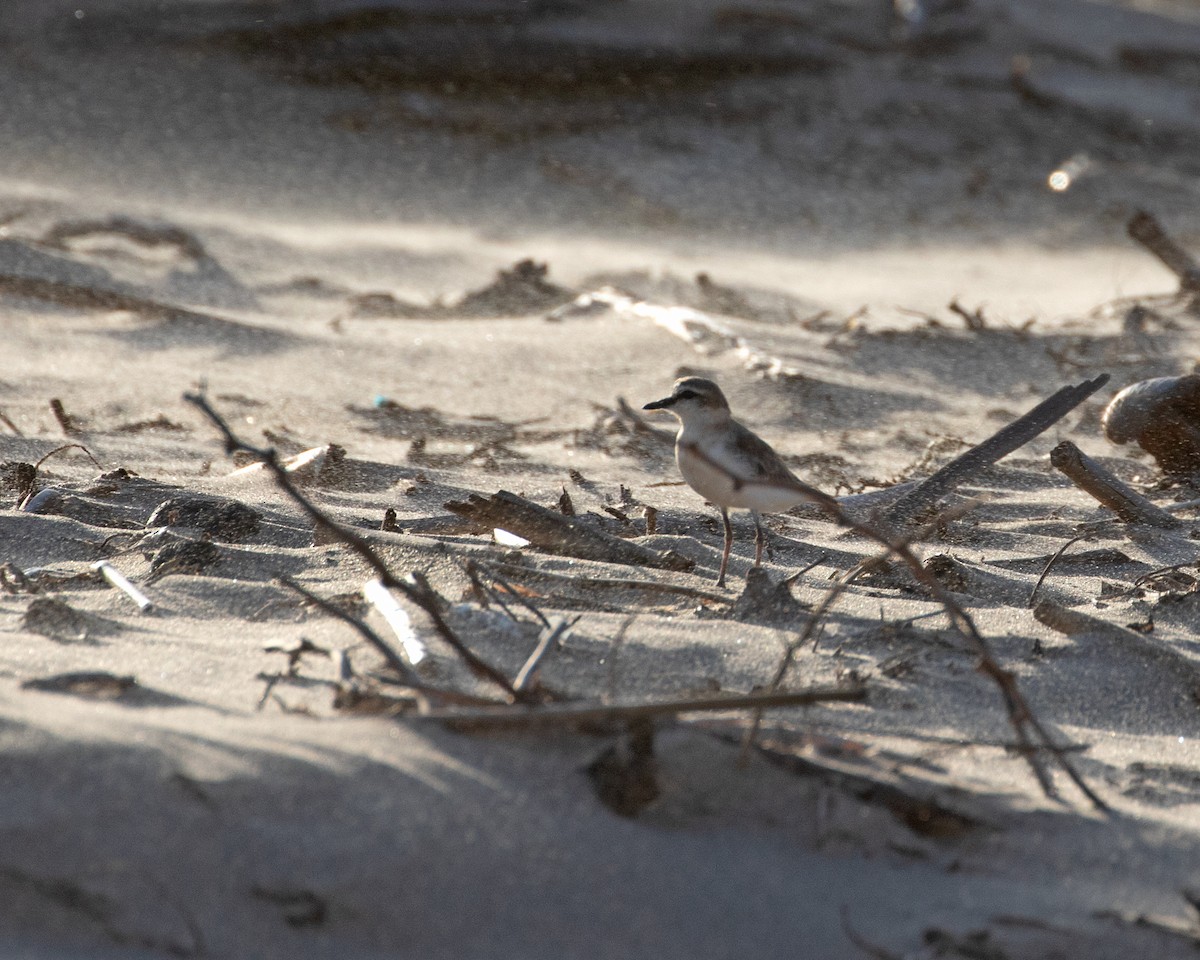 White-fronted Plover - ML625130491