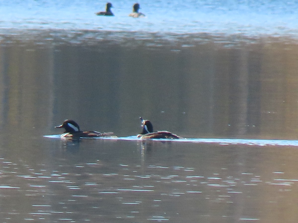 Hooded Merganser - ML625130640