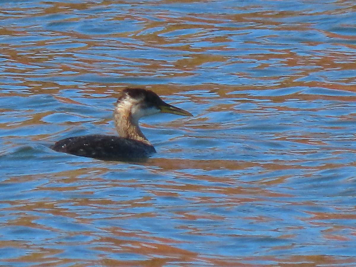 Red-necked Grebe - ML625130648