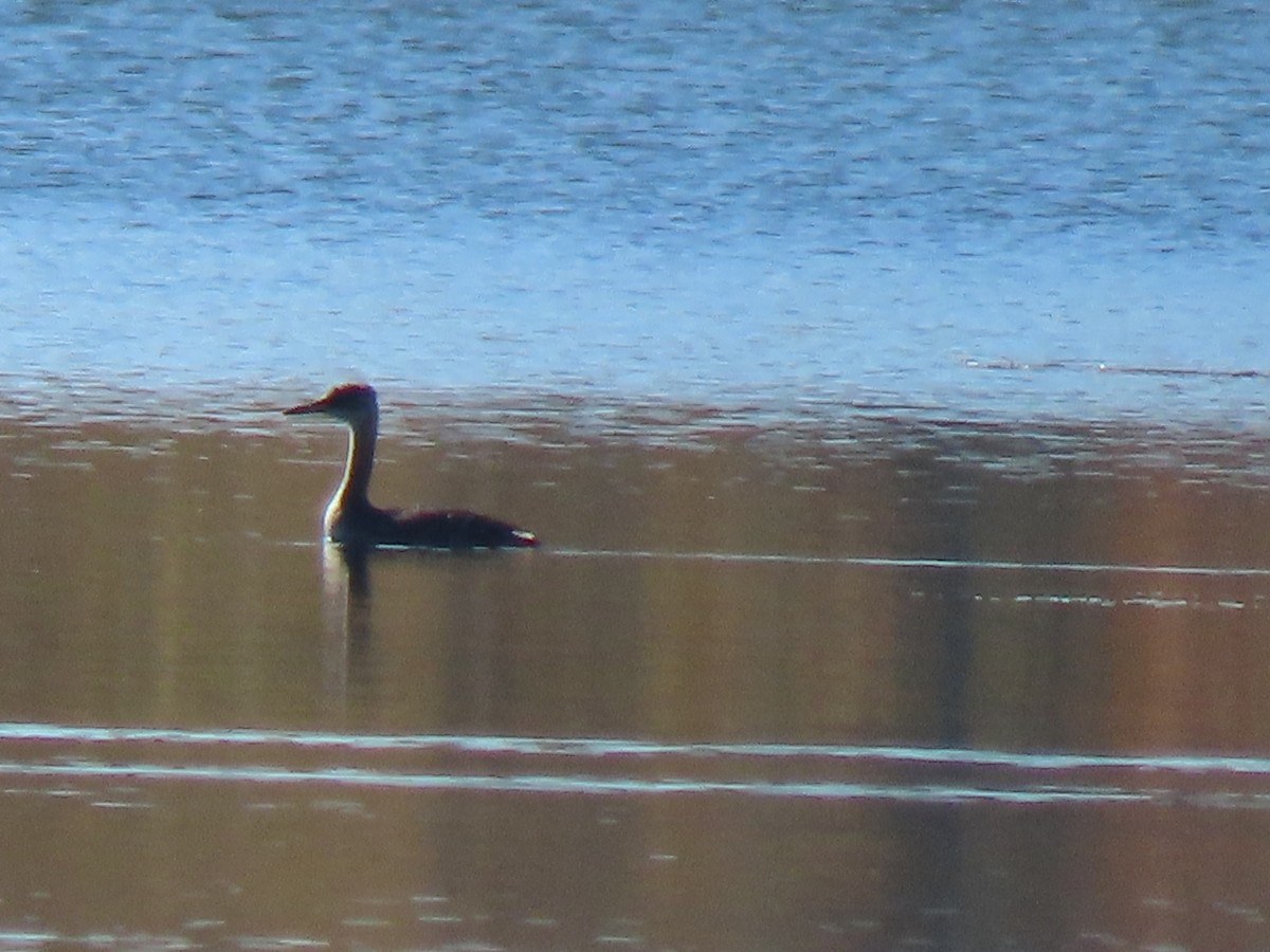 Red-necked Grebe - ML625130649