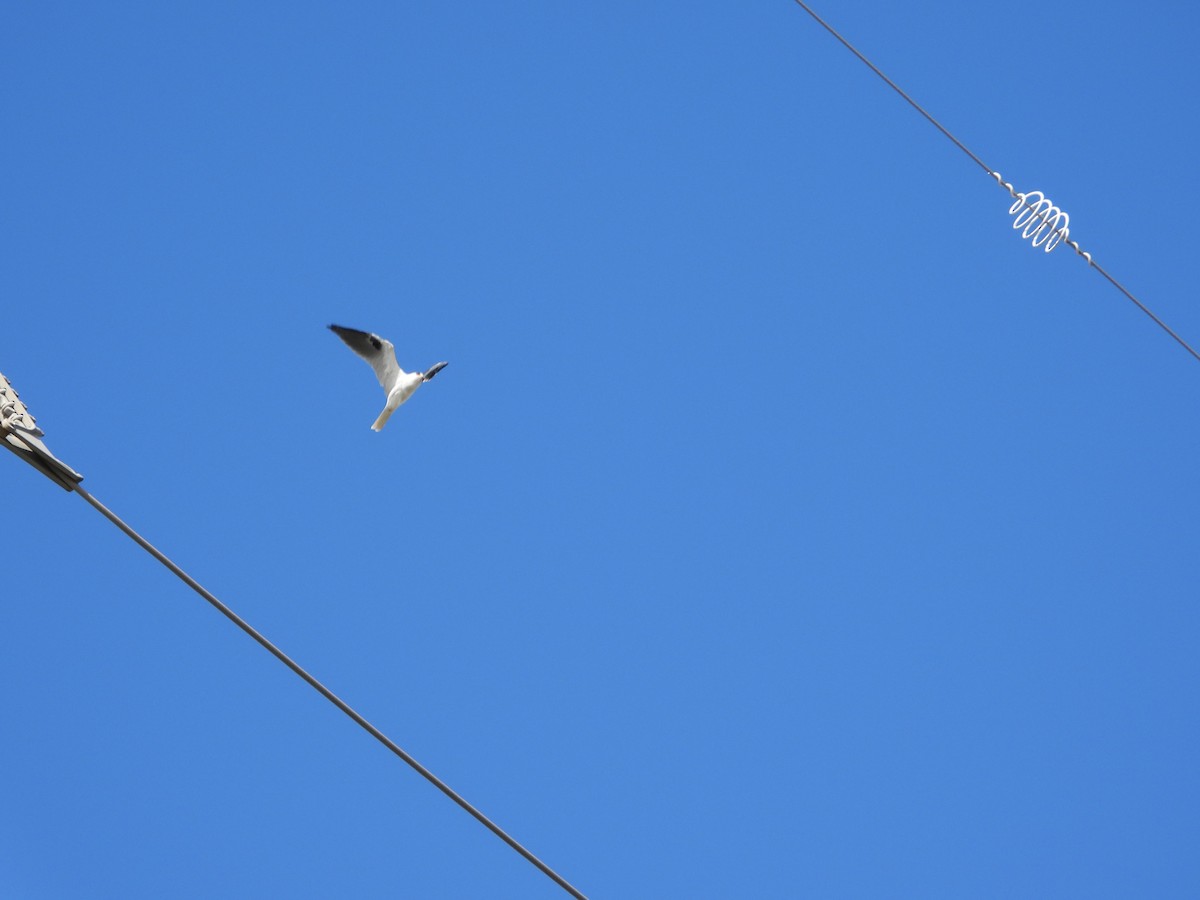 White-tailed Kite - ML625130650