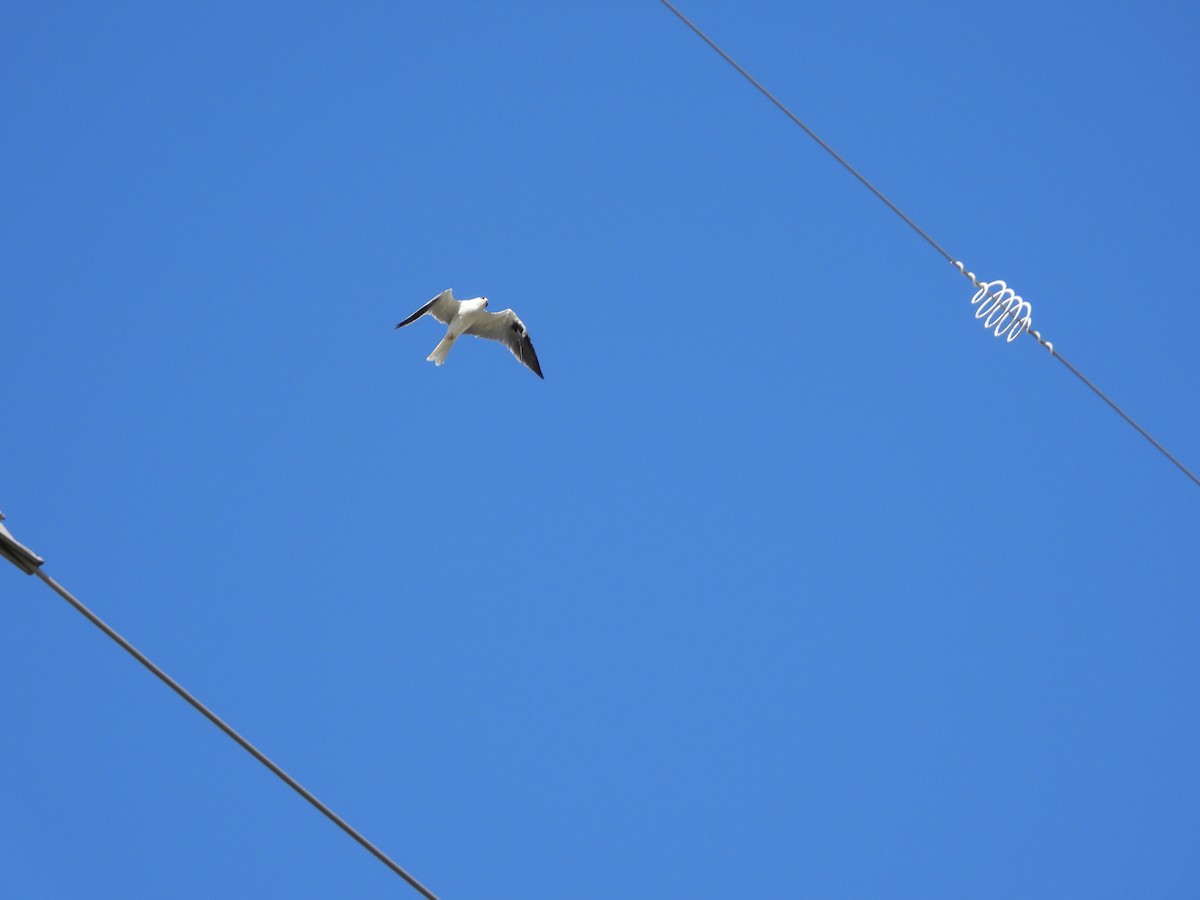 White-tailed Kite - ML625130651
