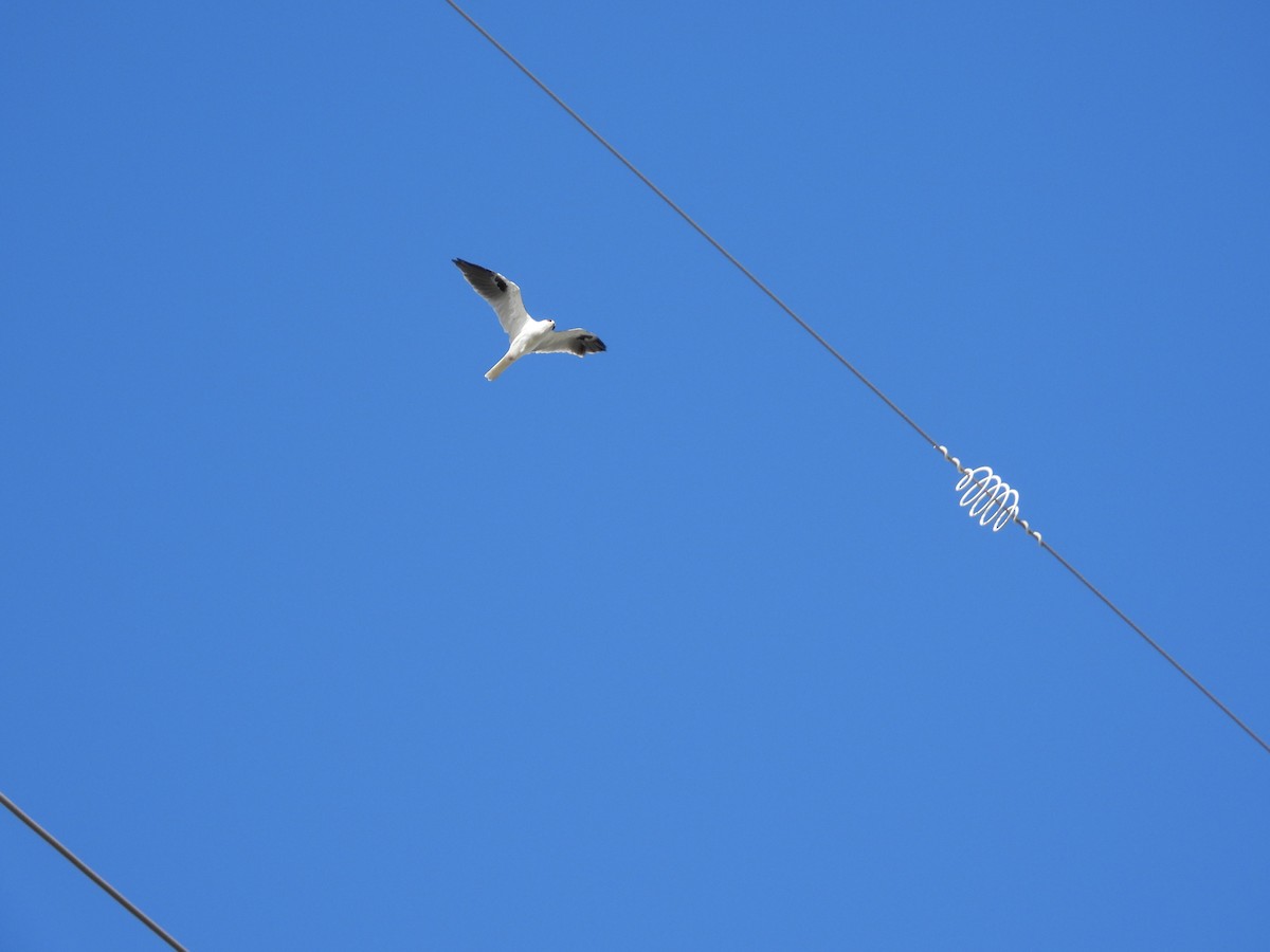 White-tailed Kite - ML625130652