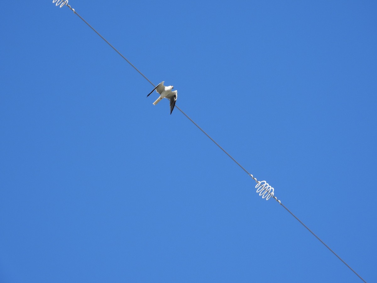 White-tailed Kite - ML625130653