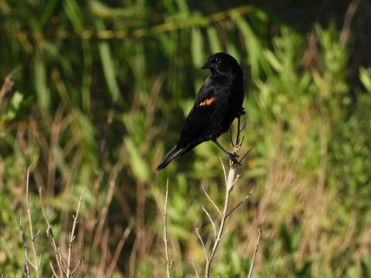 Red-winged Blackbird - ML625130690
