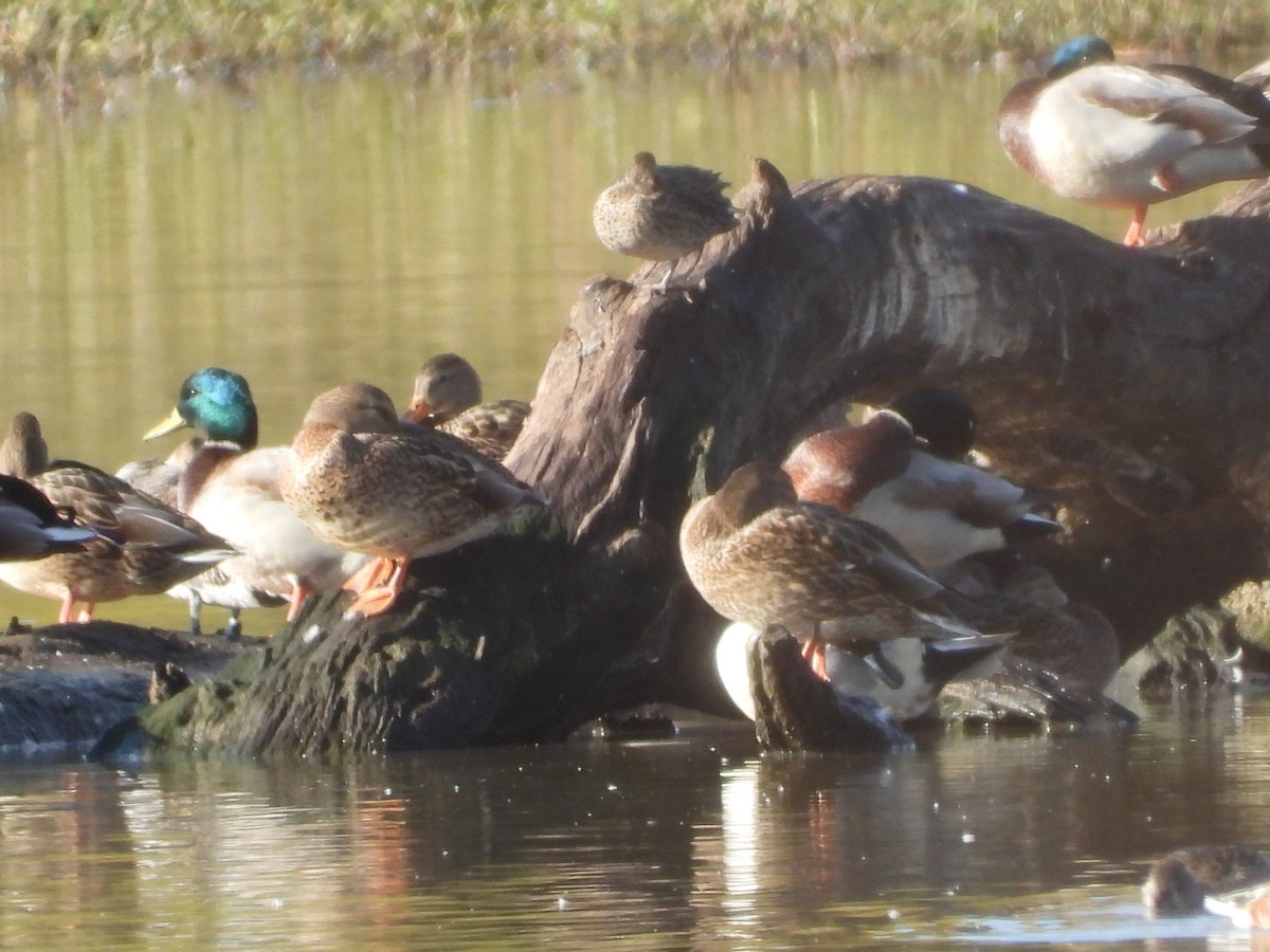 Canard colvert - ML625130770