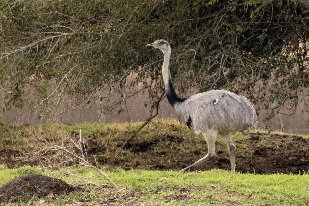 Greater Rhea - ML625130860