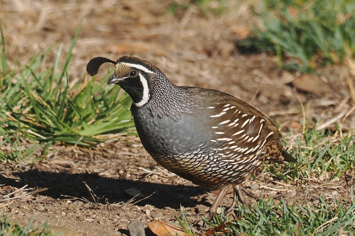 California Quail - ML625130885