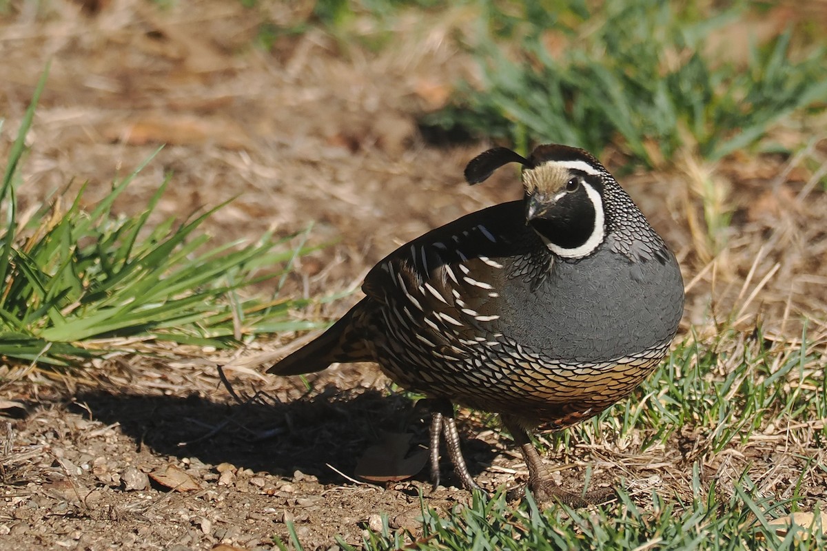 California Quail - ML625130886