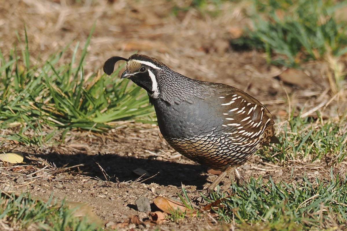 California Quail - ML625130887