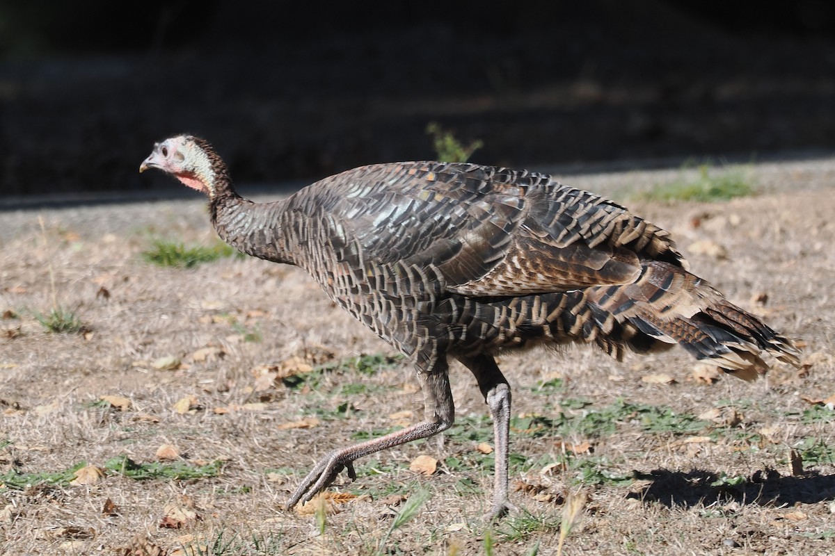 Wild Turkey - ML625130893