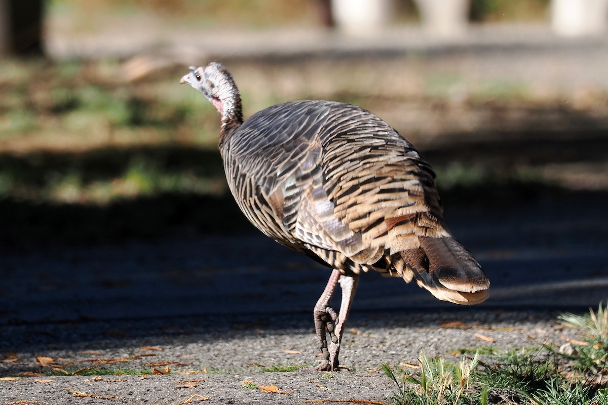 Wild Turkey - ML625130894