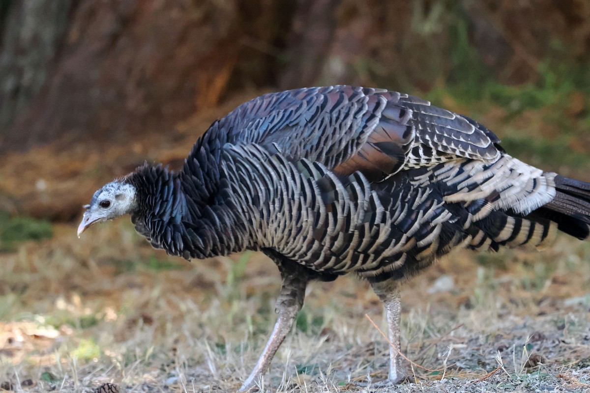 Wild Turkey - ML625130895
