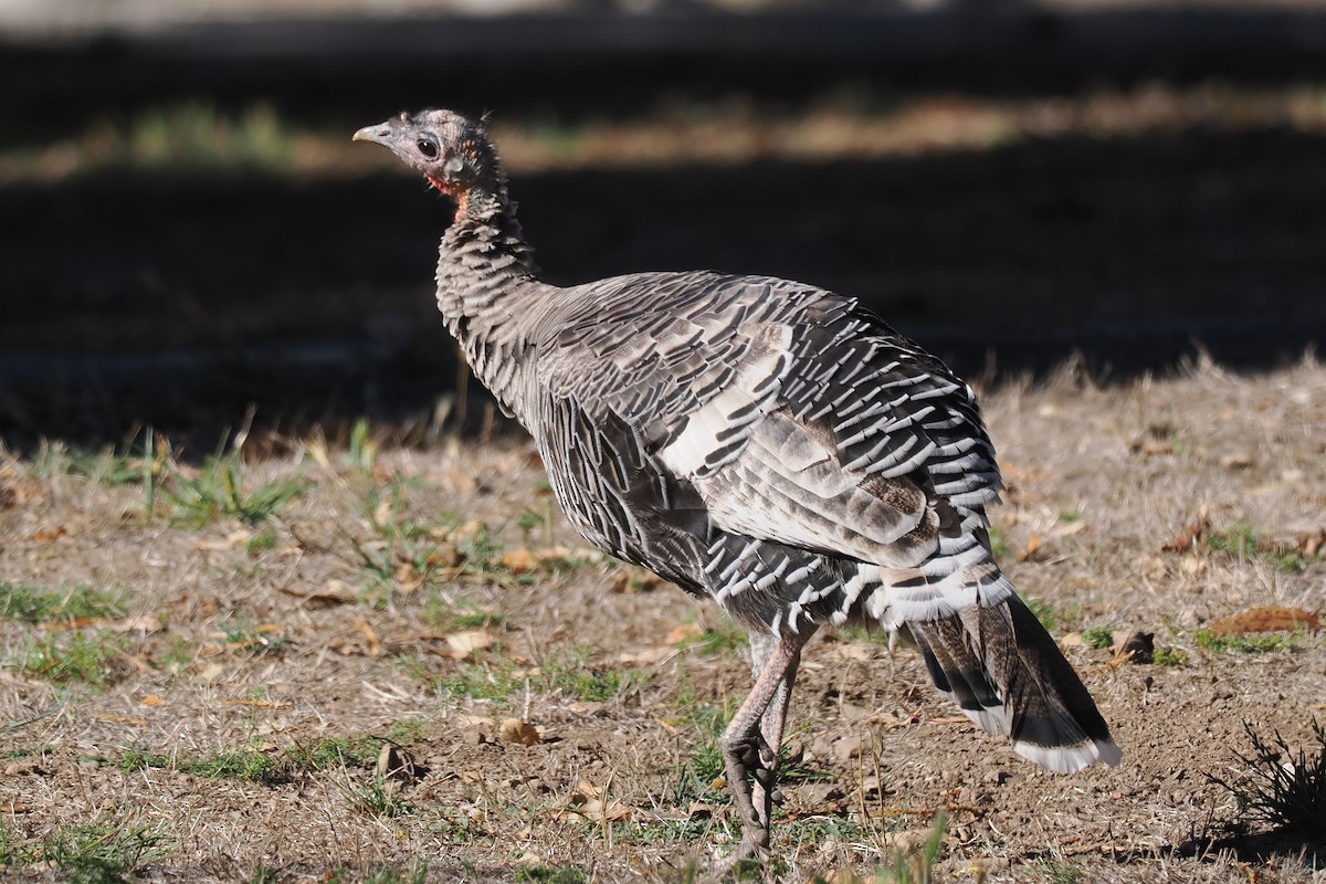 Wild Turkey - ML625130896