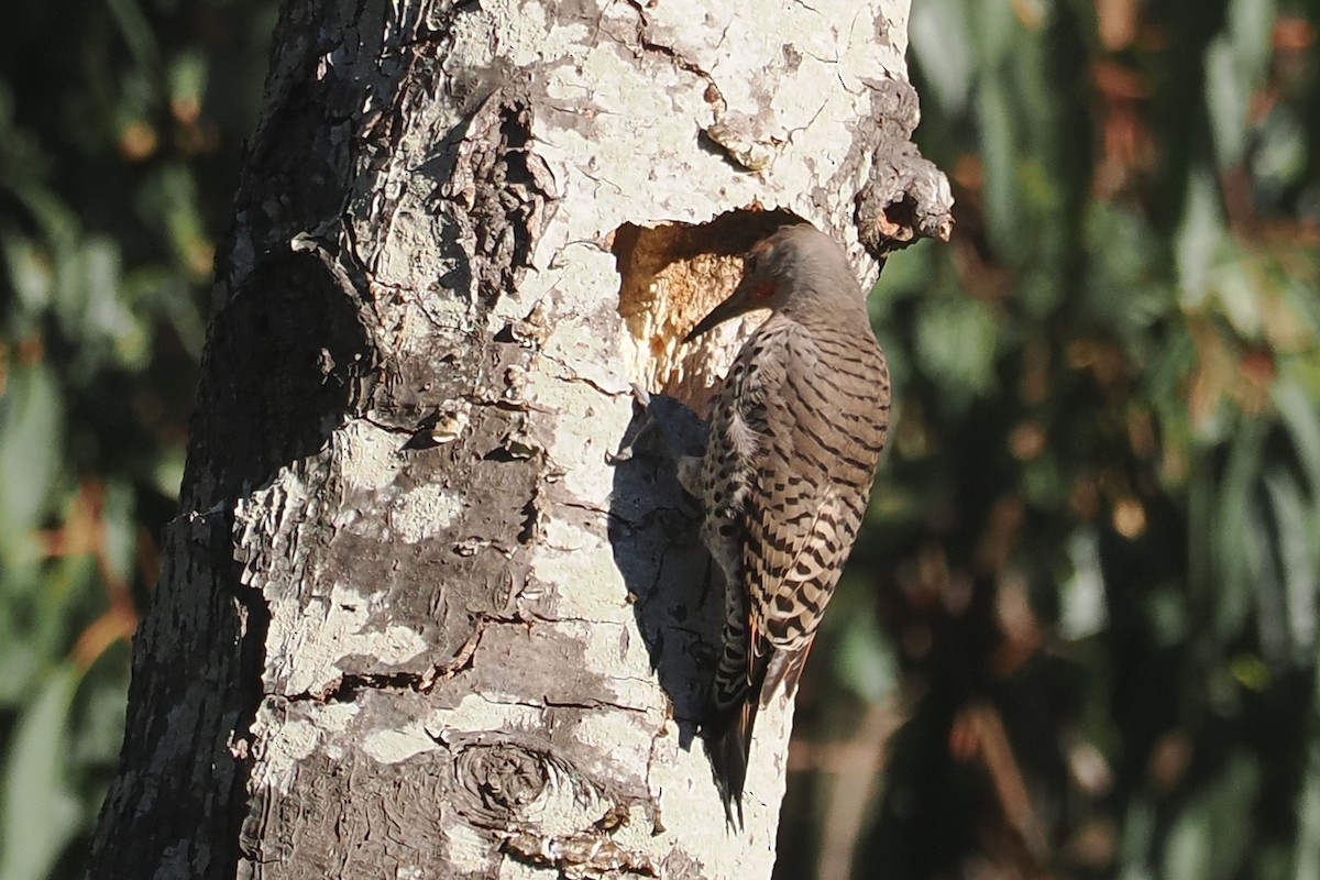 Northern Flicker (Red-shafted) - ML625130905