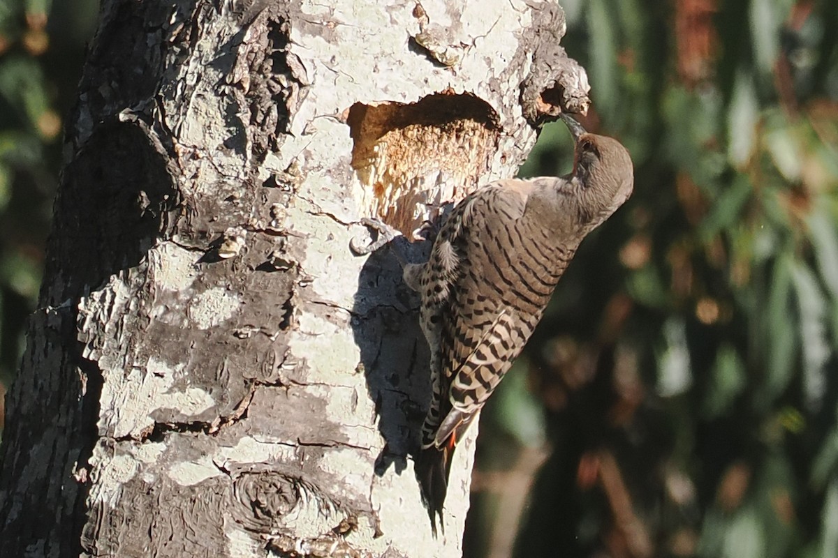 Northern Flicker (Red-shafted) - ML625130906
