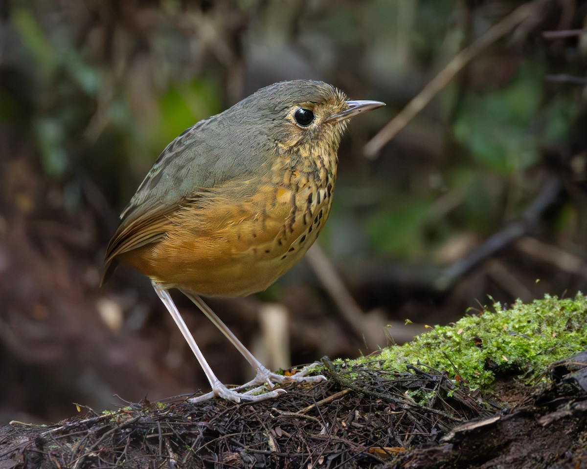 prikkbrystmaurpitta - ML625130914