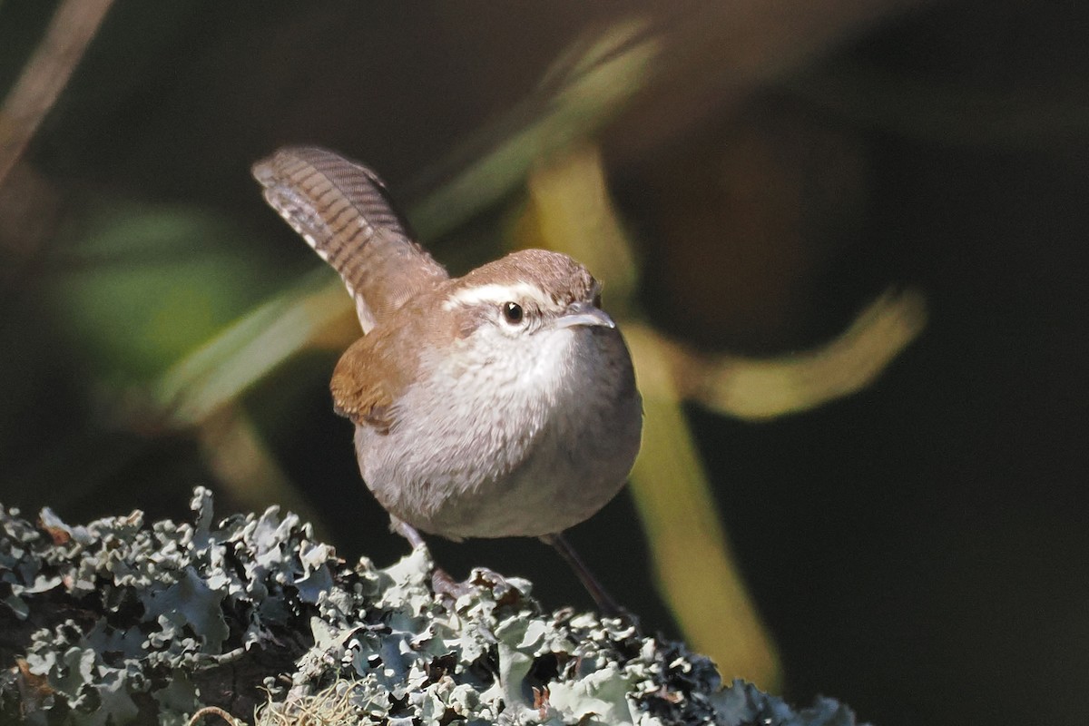 Bewick's Wren - ML625130920