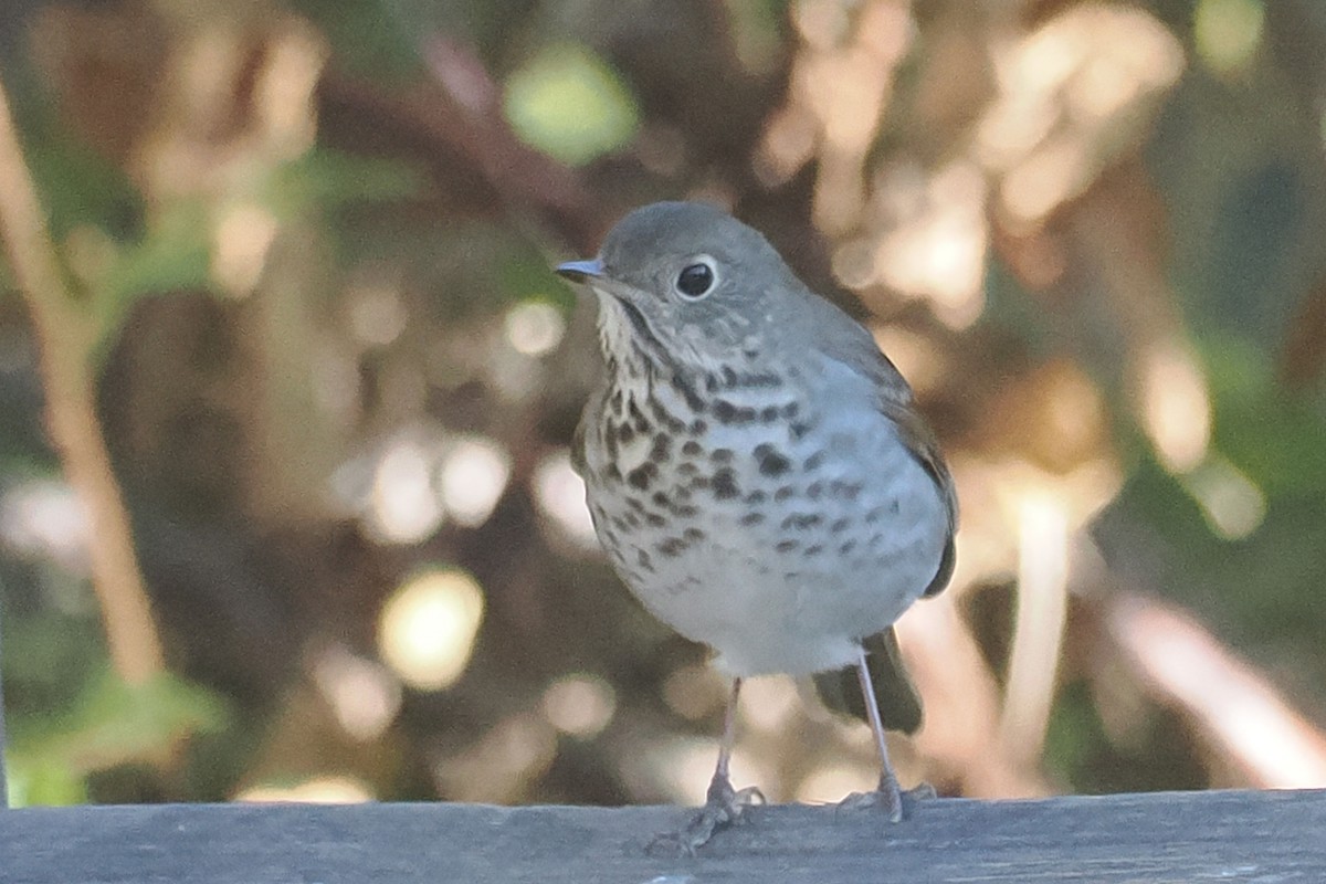 Hermit Thrush - ML625130931