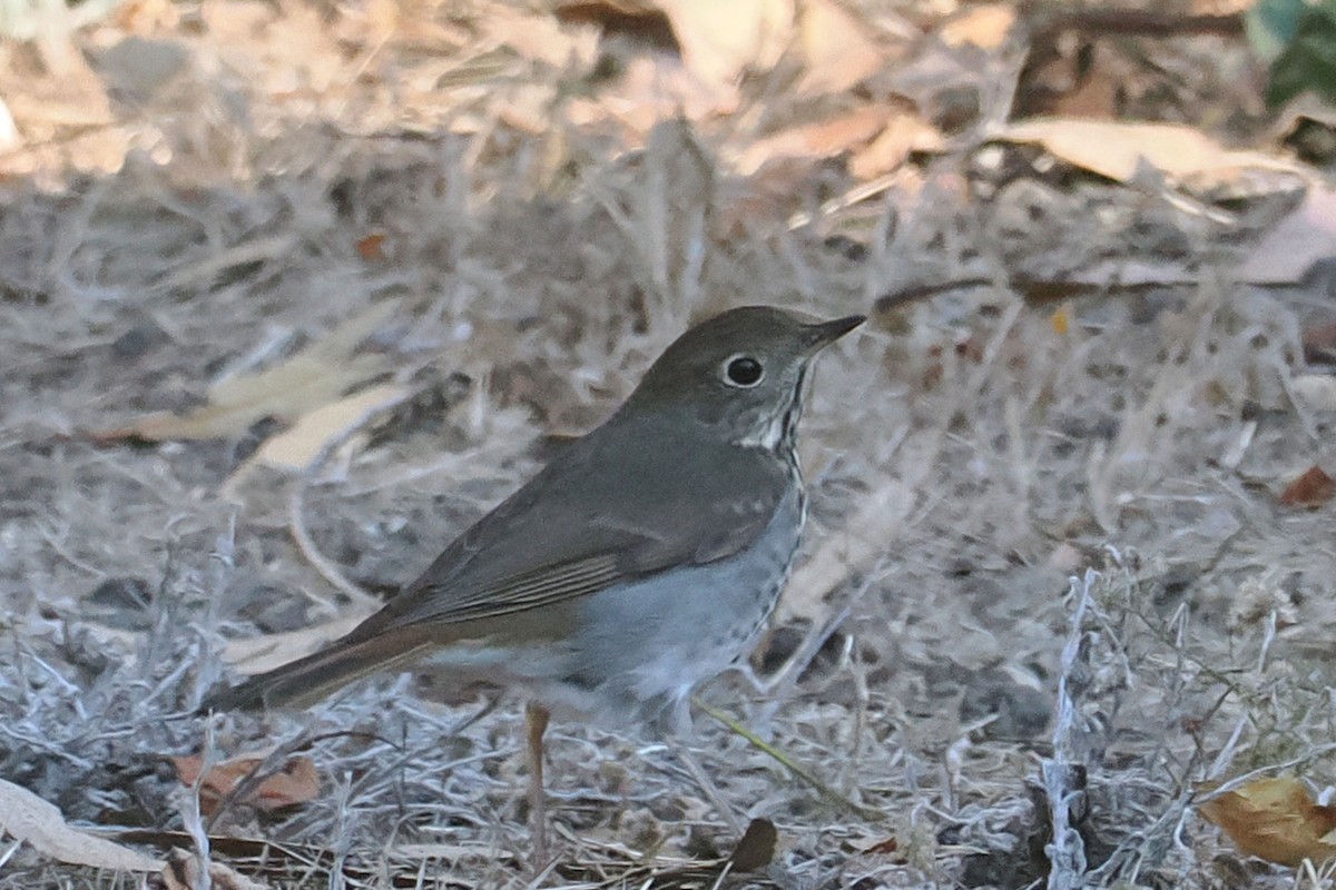 Hermit Thrush - ML625130932