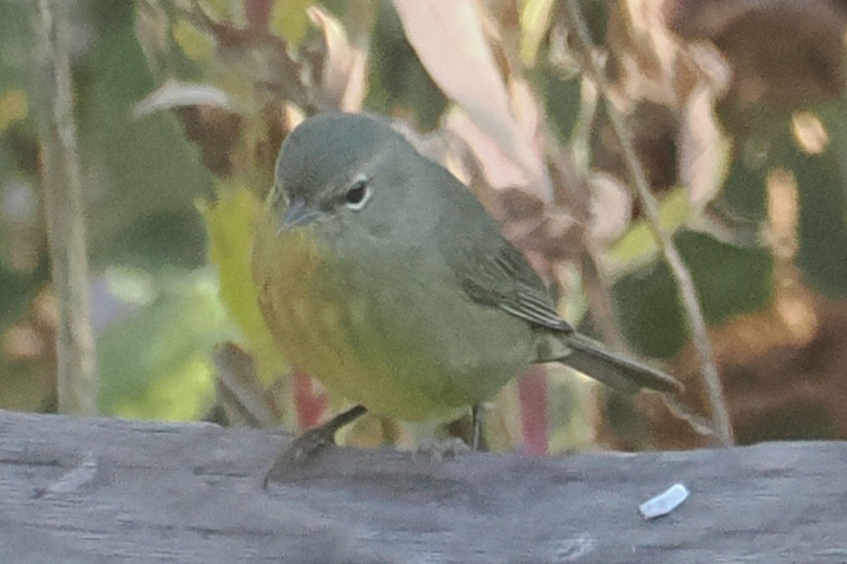 Orange-crowned Warbler - ML625130944