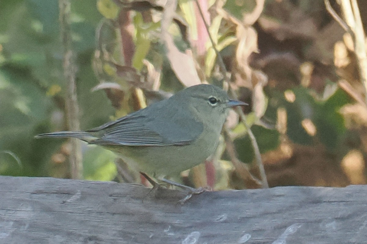 Orange-crowned Warbler - ML625130945