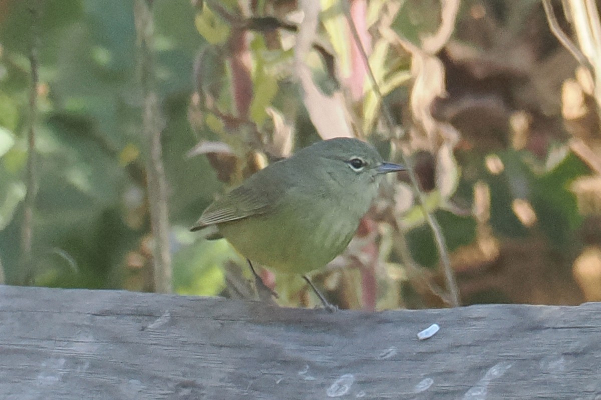 Orange-crowned Warbler - ML625130946