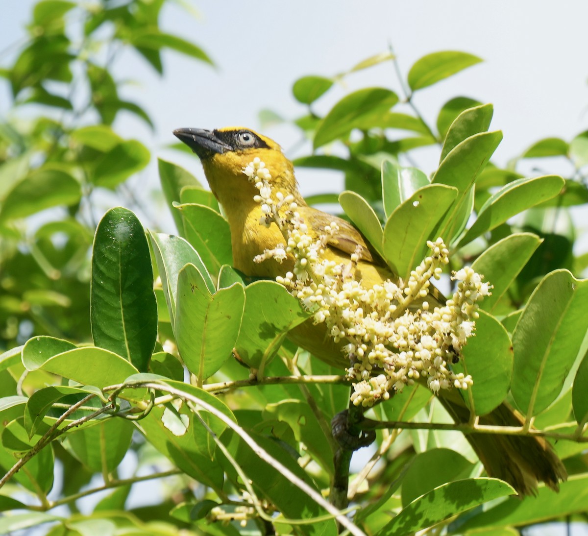 Olive-naped/Black-necked Weaver - ML625130952