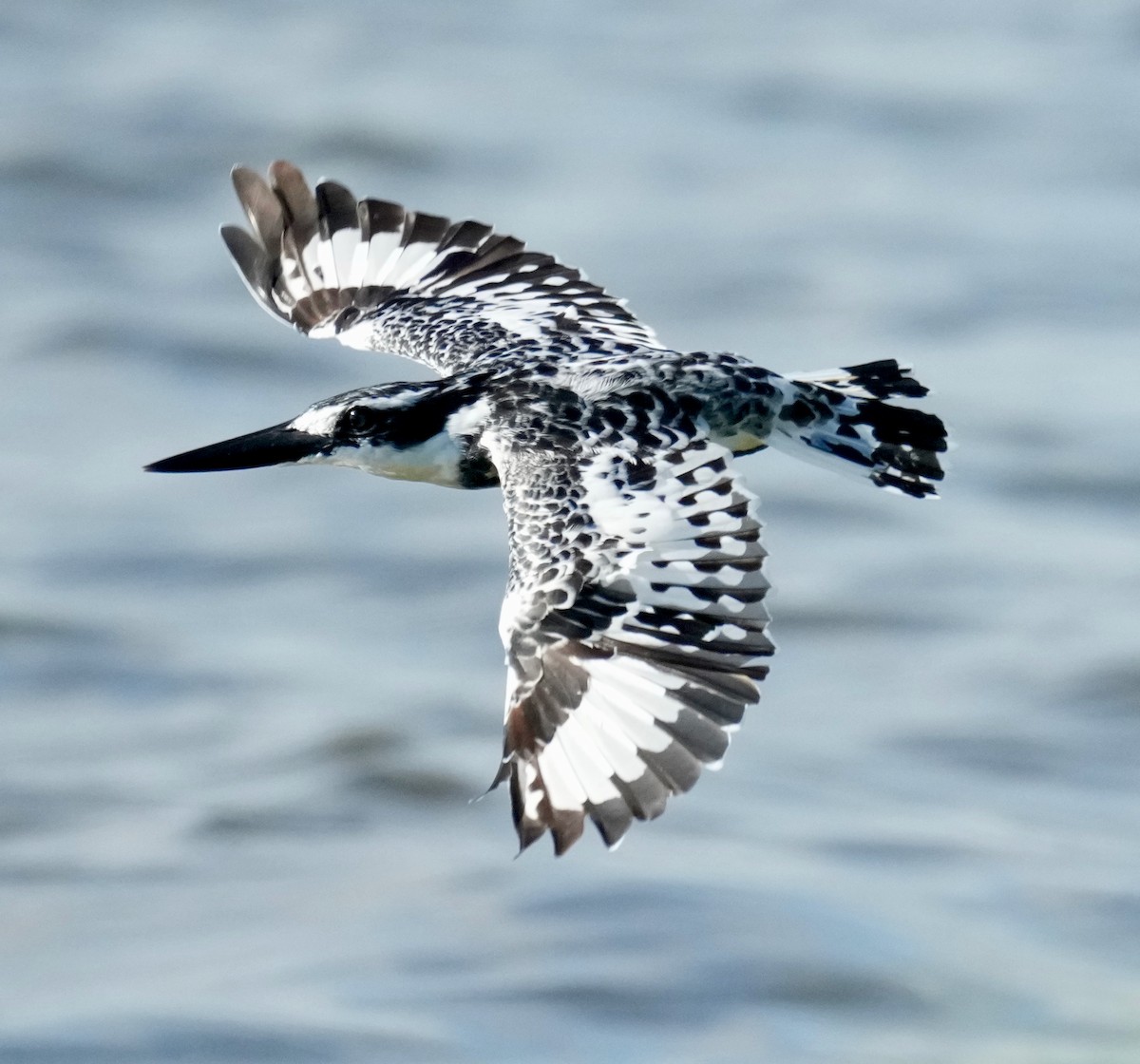 Pied Kingfisher - ML625130980