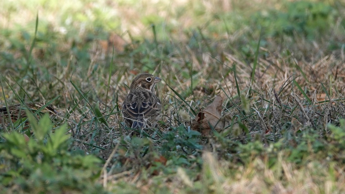 Vesper Sparrow - ML625131070