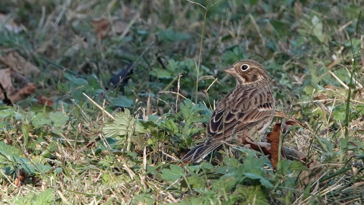 Vesper Sparrow - ML625131071