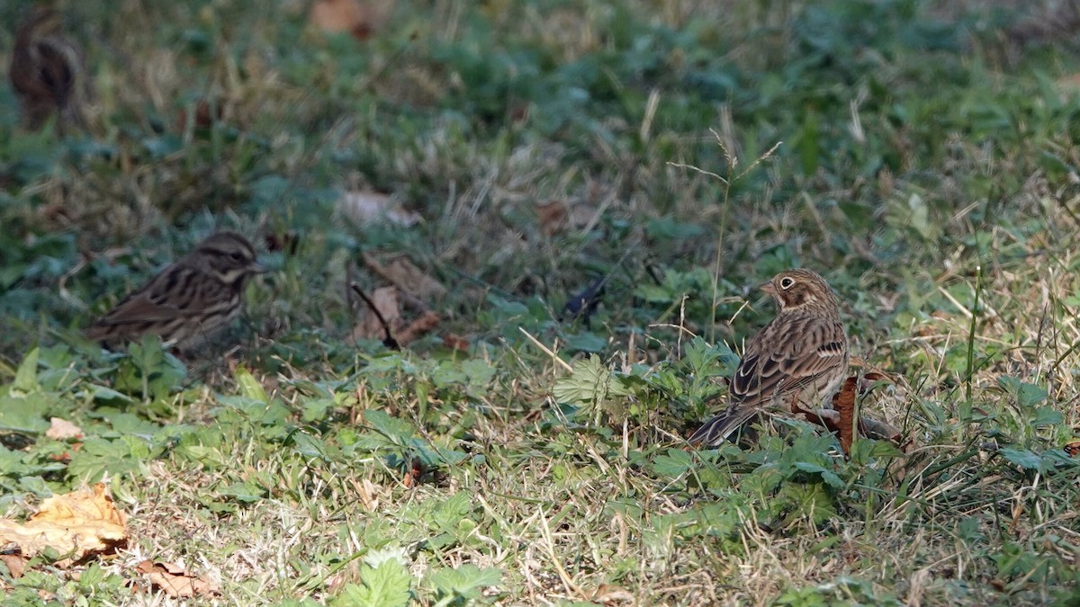 Vesper Sparrow - ML625131072