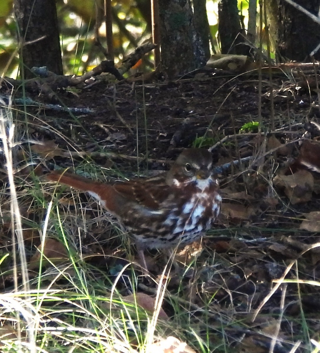 Fox Sparrow - ML625131151