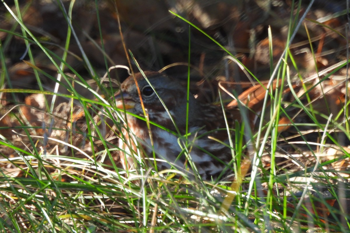 Fox Sparrow - ML625131158