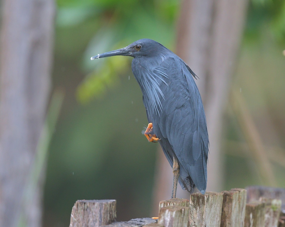 Black Heron - Gary Charlton