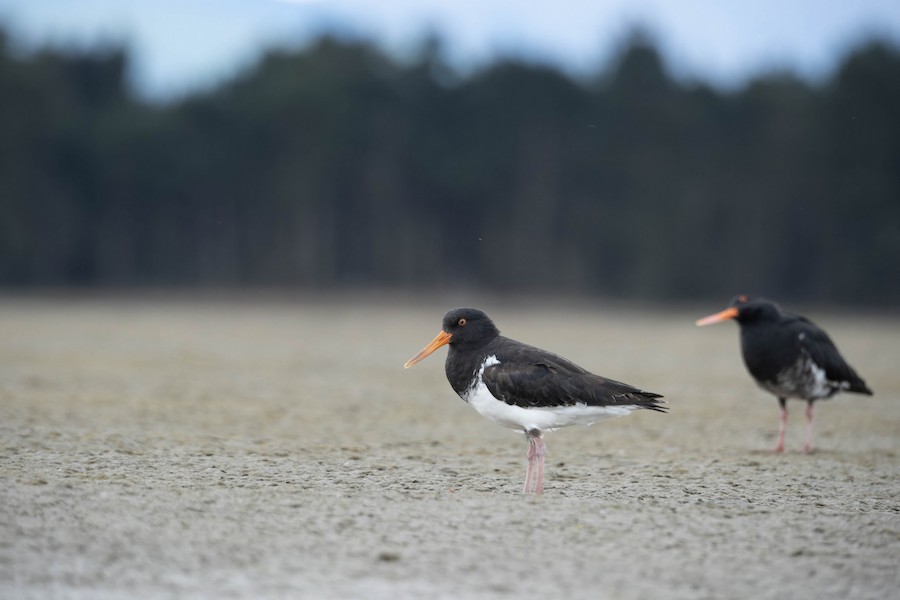 Hybride Huîtrier de Finsch x H. variable - eBird