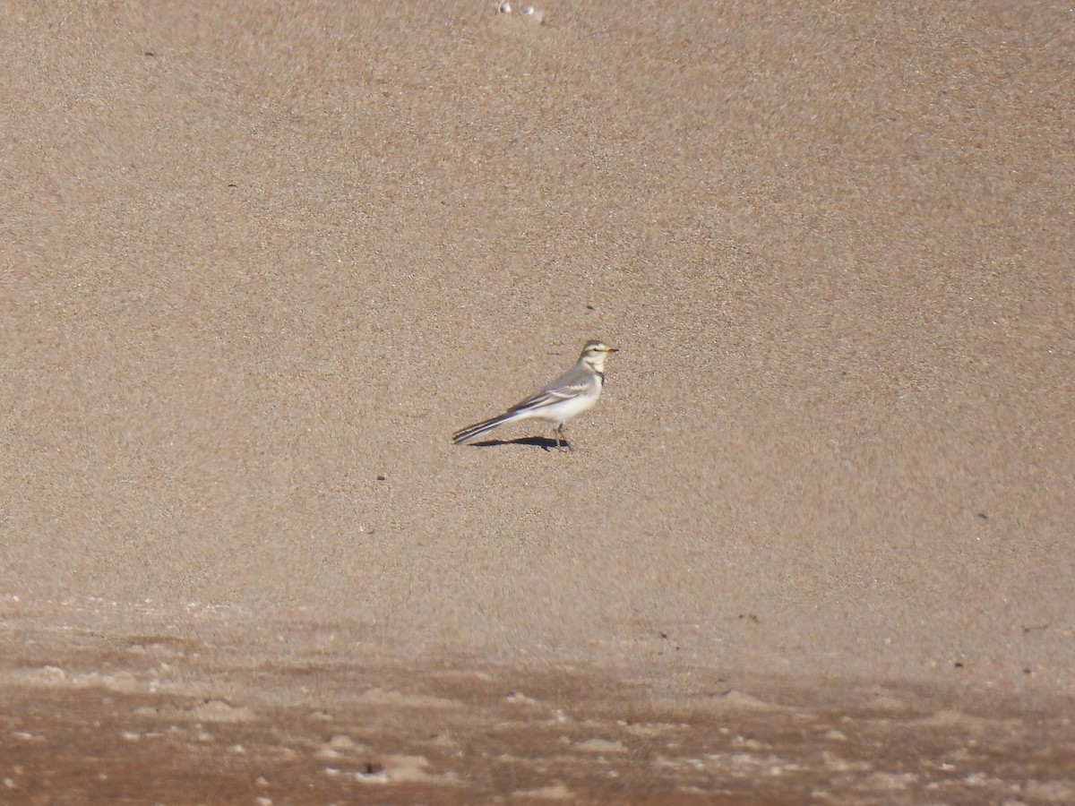 White Wagtail - ML625131667