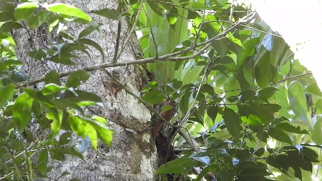 Black-striped Woodcreeper - ML625131685