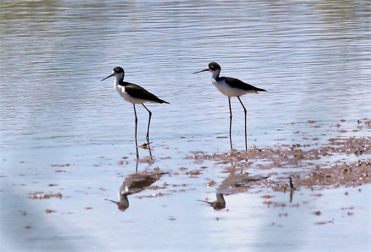 Black-necked Stilt - ML62513171