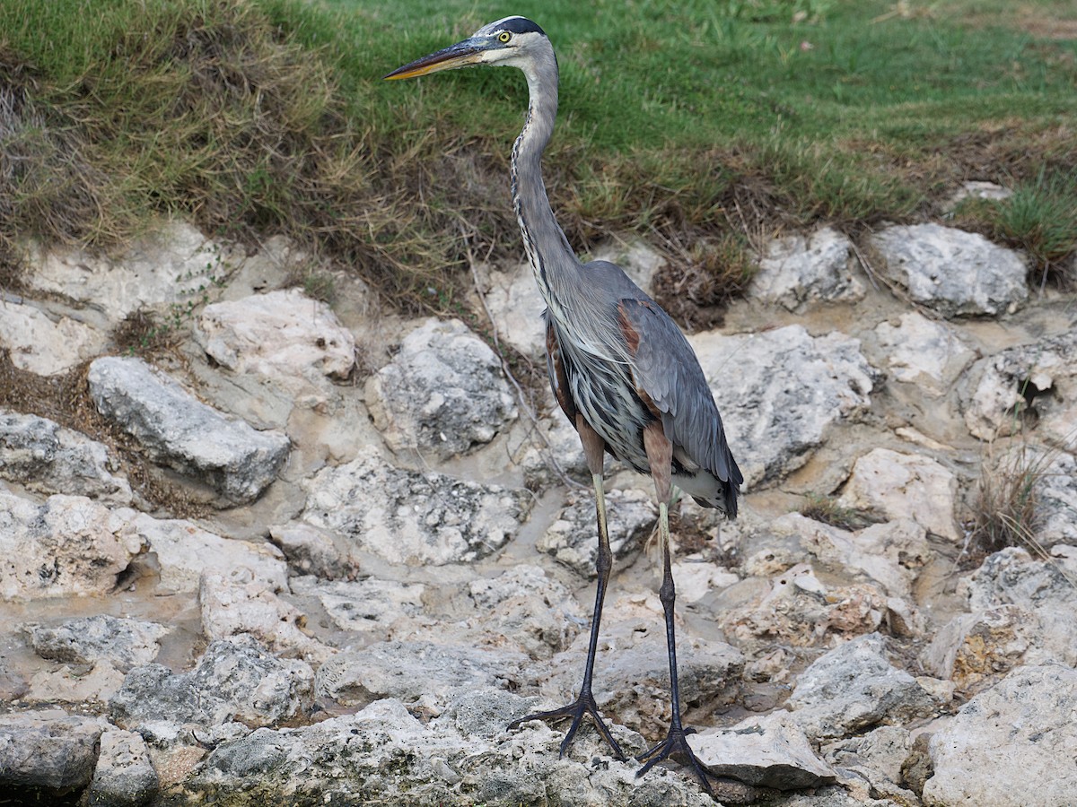 Great Blue Heron - ML625131728