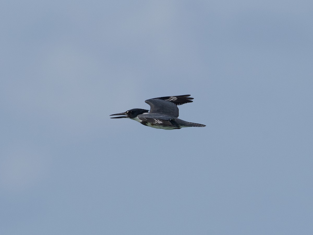 Belted Kingfisher - ML625131942