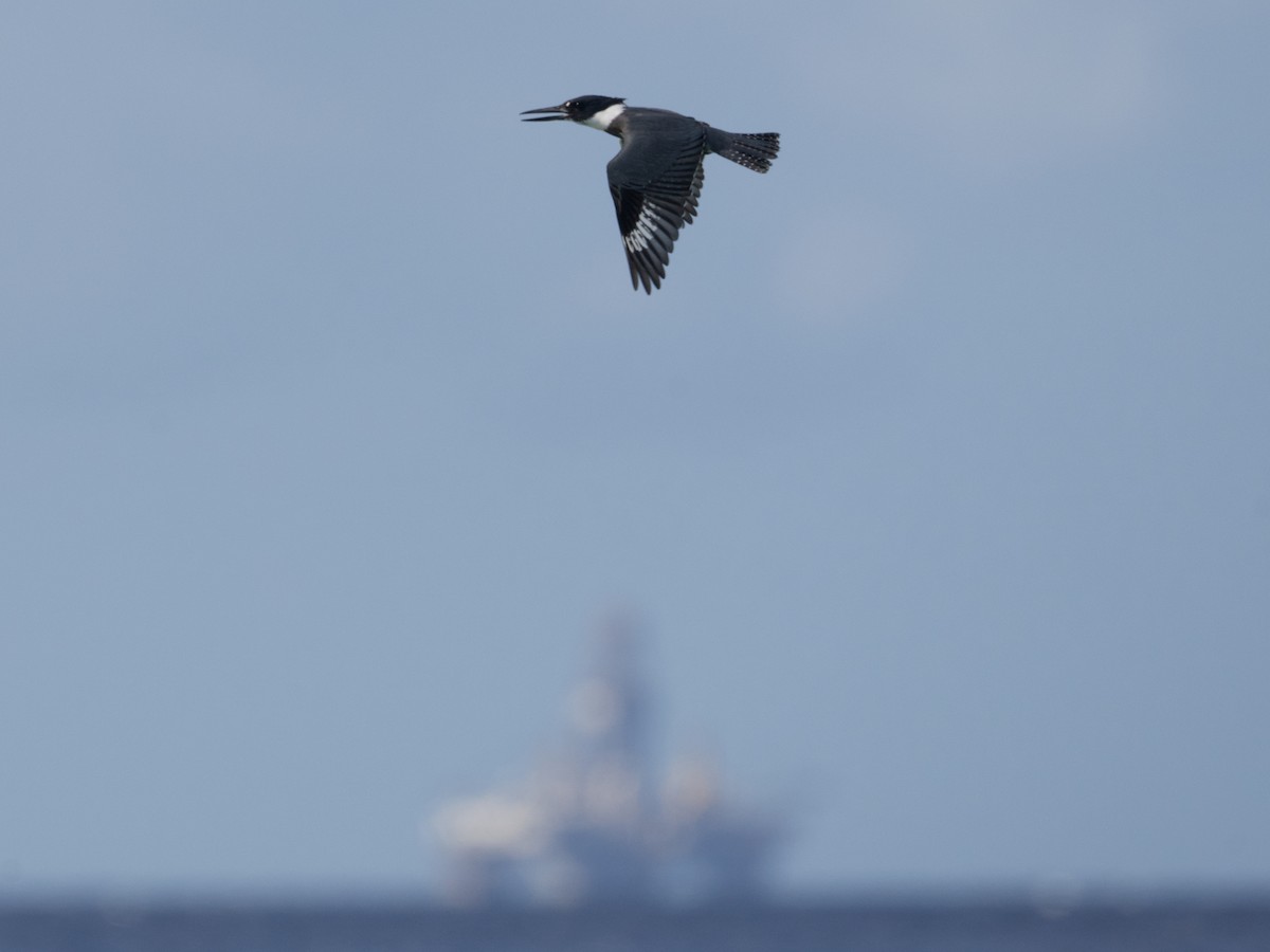 Belted Kingfisher - ML625131943