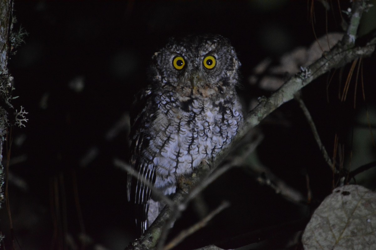 Whiskered Screech-Owl - ML625132023