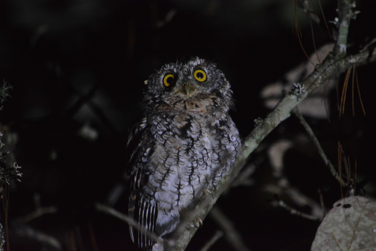 Whiskered Screech-Owl - ML625132037