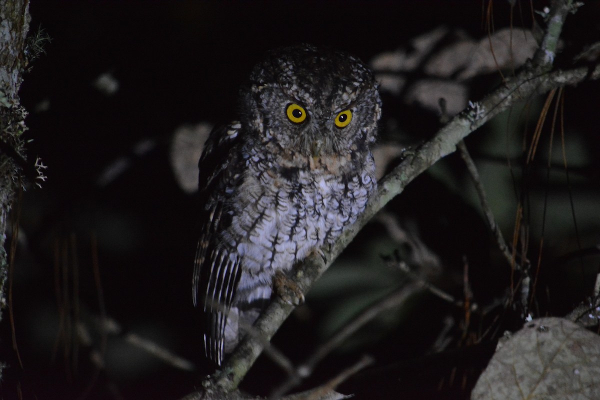 Whiskered Screech-Owl - ML625132043
