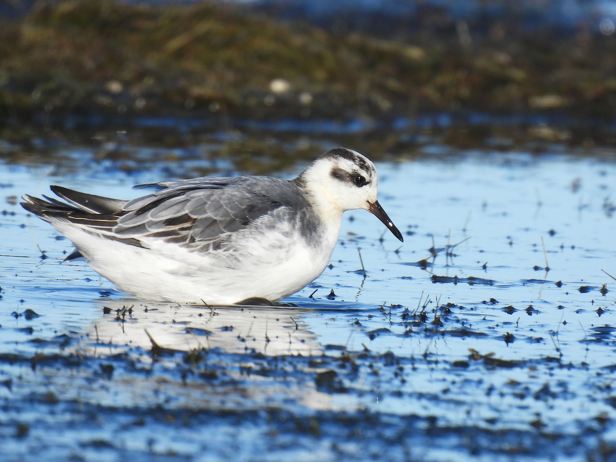 Red Phalarope - ML625132050