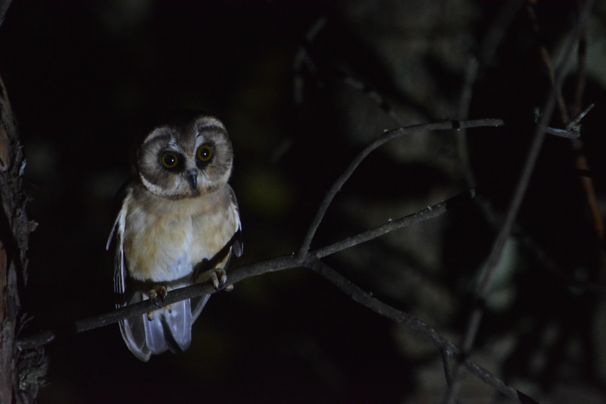 Unspotted Saw-whet Owl - ML625132054